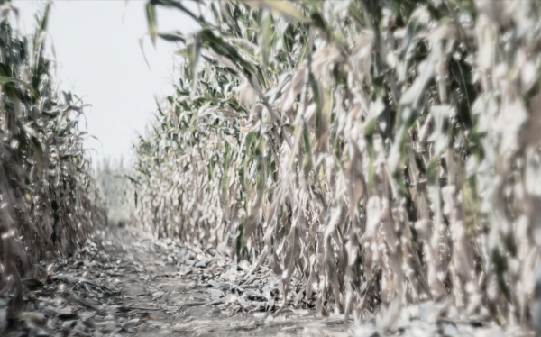 1970年，山東一戶人家嫁女兒，女婿對岳母說：這聲娘俺喊了二十年
