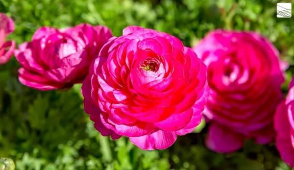 關於花園的春日限定，我們有這5款草花福利想分享給你
