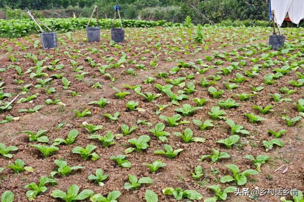 種植蔬菜，雞糞、牛糞等農家肥你全用錯了，看看老農怎麼做
