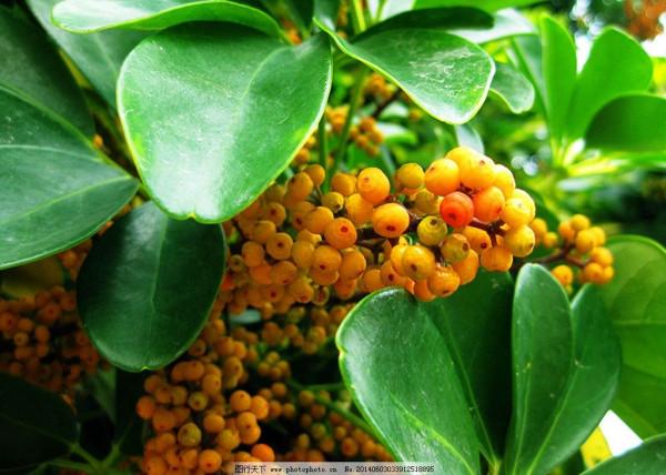 鵝掌柴，東西南北都抓財