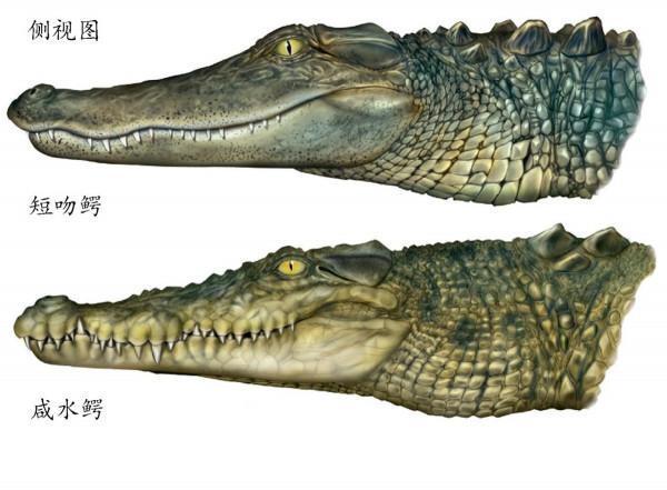 如何分辨鱷魚的種類？