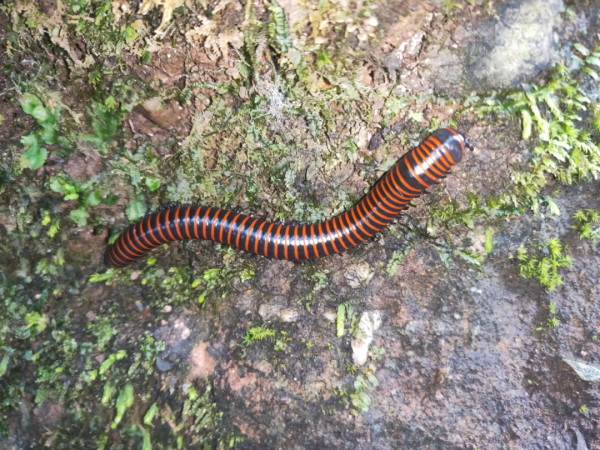 30身長5cm,全身30餘個發光點!你見過會“舞火龍”的螢火蟲嗎? 30身長5cm,全身30餘個發光點!你見過會“舞火龍”的螢火蟲嗎?