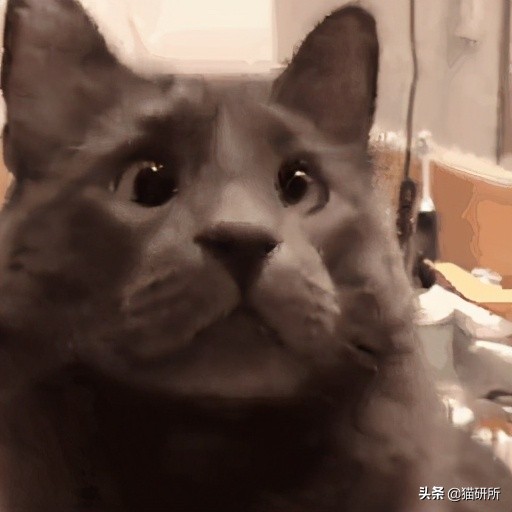 貓咪“鬥雞眼”是咋回事,會影響正常生活嗎? 貓咪“鬥雞眼”是咋回事,會影響正常生活嗎?