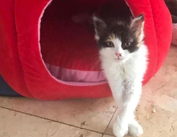 小貓在花圃中“哭泣”,大叔看它可憐出手,三個月後,才知撿到寶 小貓在花圃中“哭泣”,大叔看它可憐出手,三個月後,才知撿到寶