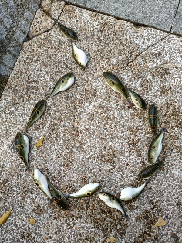 苦守大魚不如改變釣法，說不定也會有驚喜