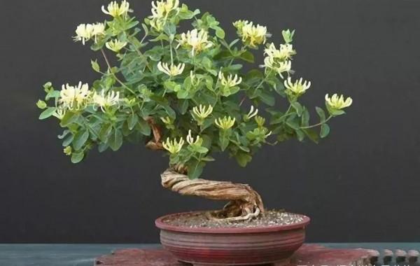 金銀花根系發達,一造型便“立竿見影”,輕鬆獲取盆景製作的歡樂 金銀花根系發達,一造型便“立竿見影”,輕鬆獲取盆景製作的歡樂