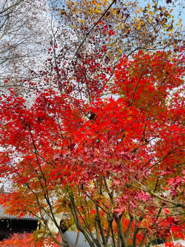 《12月限定丨國內旅行目的地指南》