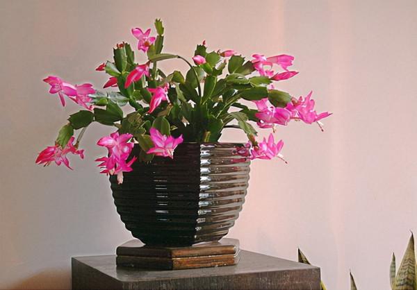 11種花得窮養,用小盆,少澆水,反而更精神 11種花得窮養,用小盆,少澆水,反而更精神