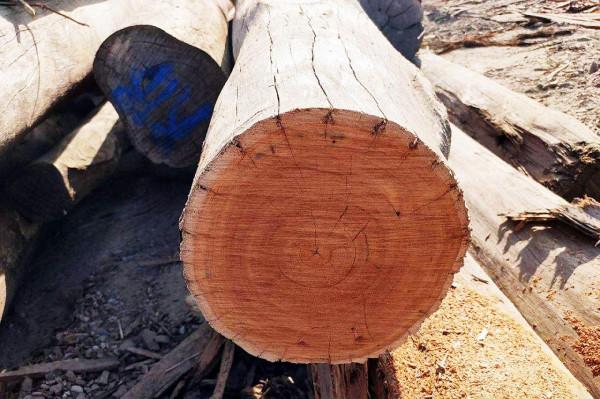 “魚和熊掌，兼得”，長得快材質又好的大花序桉