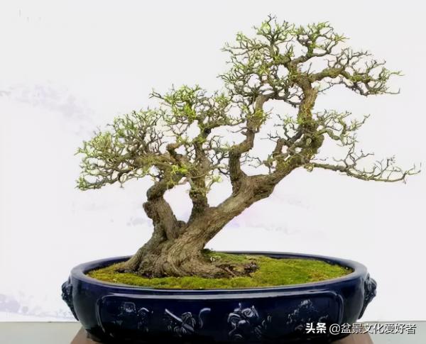 盆景製作口訣（建議收藏）