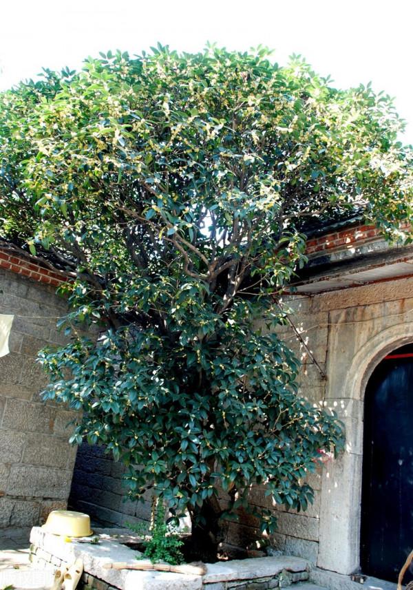 院子裡有空地要種三種樹，沒空地擠擠也要種，寓意深遠