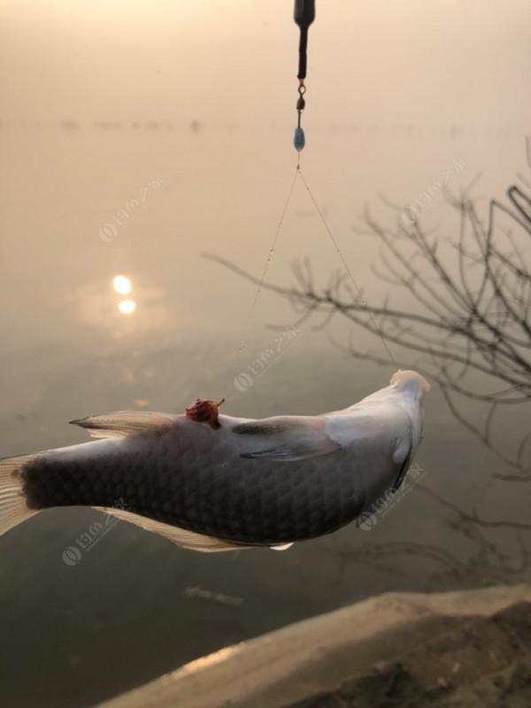2021垂釣日誌之80，成子湖釣大水面沒想到魚口這麼瘋
