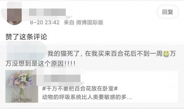 2塊錢，奪走了我家貓的命