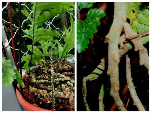 農村一種“爬巖姜”，以往樹上“成災長”，如今知其珍貴卻少見了