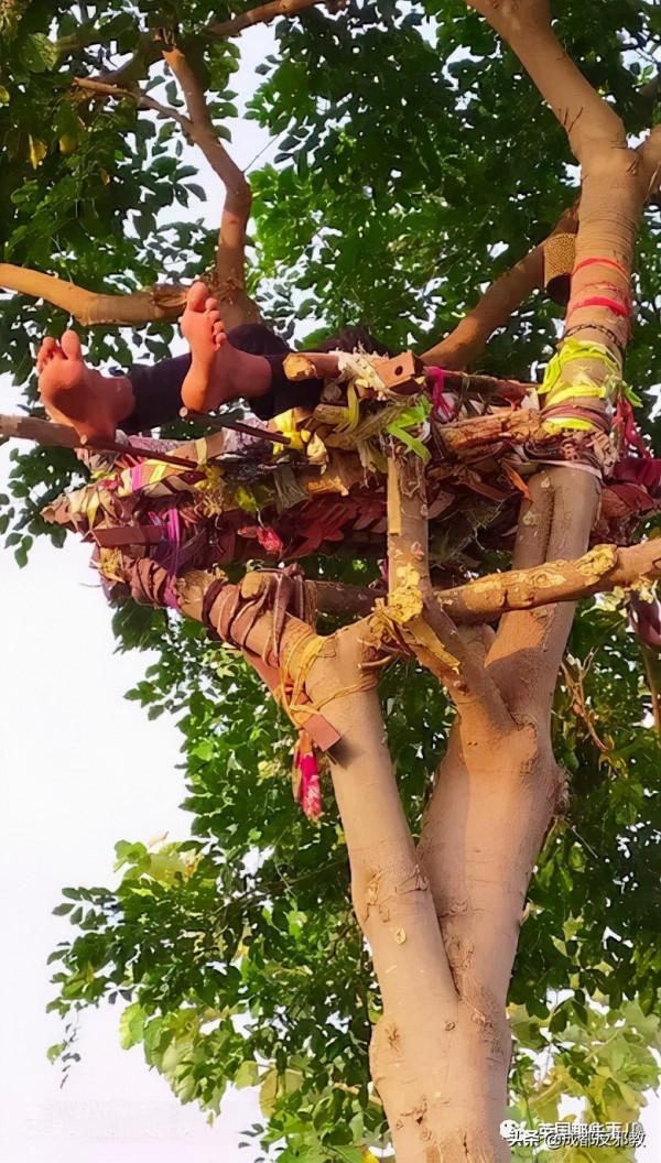 印度小哥感染新冠後，爬樹自我隔離11天，他：人窮只能這樣