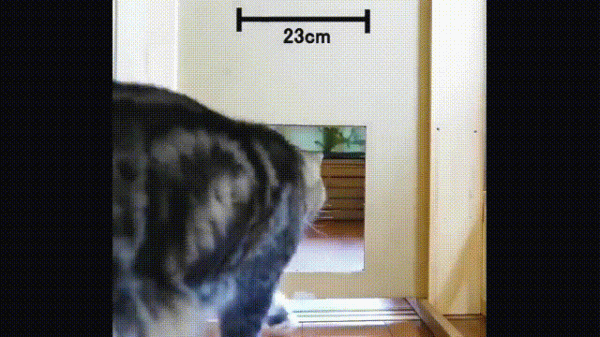 液體貓咪之謎：為什麼說貓都是液體？這竟然是被證明過的科學結論