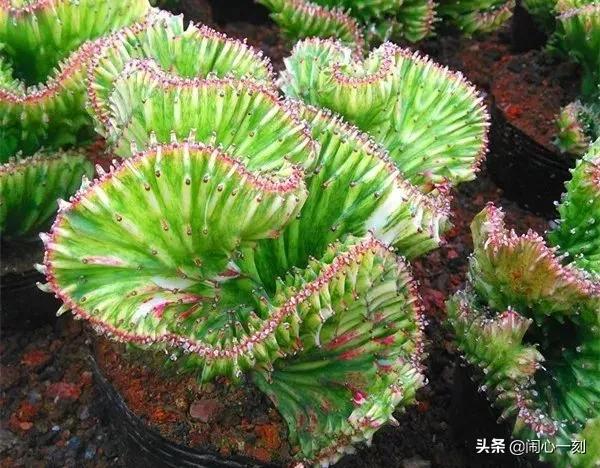 分享&mdash;&mdash;招財麒麟多肉