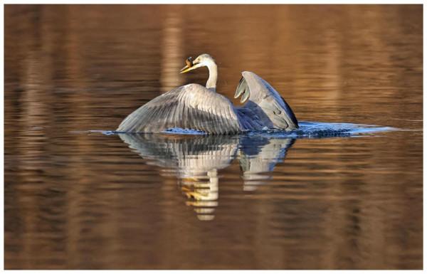 房山牛口峪水庫拍蒼鷺（一）