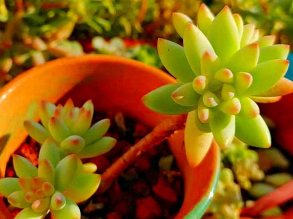 秋天換種方式養多肉，少施肥多澆水，養出爆頭小手捧，老樁大長腿