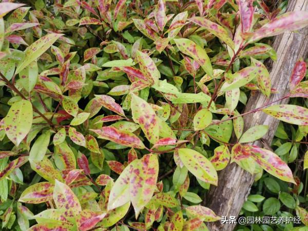 炭疽病危害大、危害廣，難防治，學會這個法，好防治