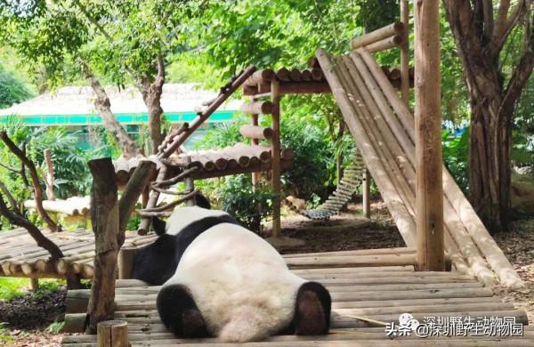 如果睡覺也能排名,我肯定是第一 如果睡覺也能排名,我肯定是第一