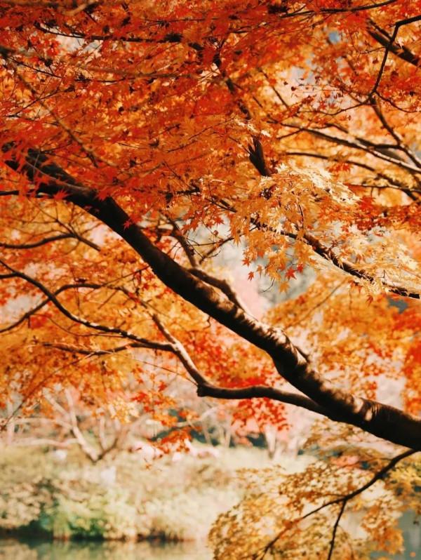 金秋十月，沉醉在江南絕美的秋色中，經典還免費