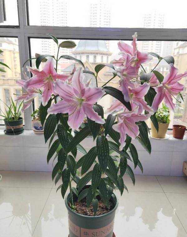 養花就養心，5種“長壽命”花，最適合老人養，健康又長壽