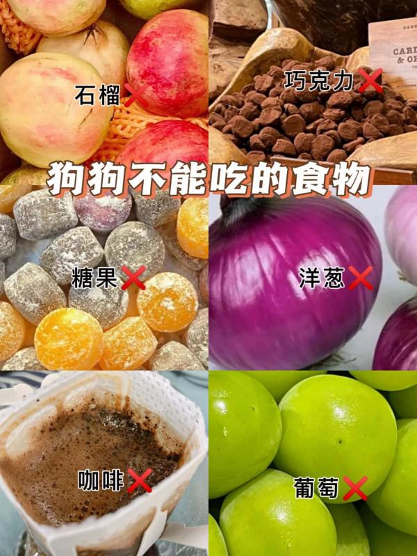 你還在這樣養狗！小心丟了狗命