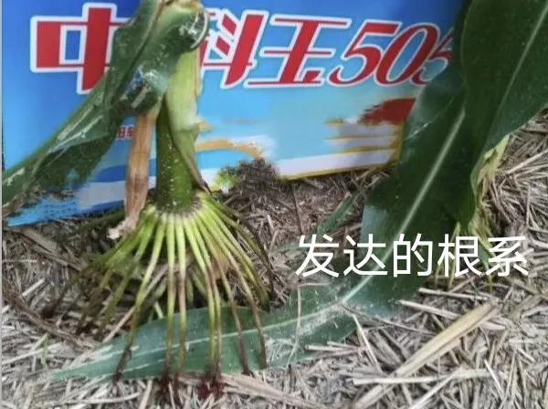 活杆成熟，抗鏽耐熱，大穗高產，13省市區推廣，中科玉505真優秀