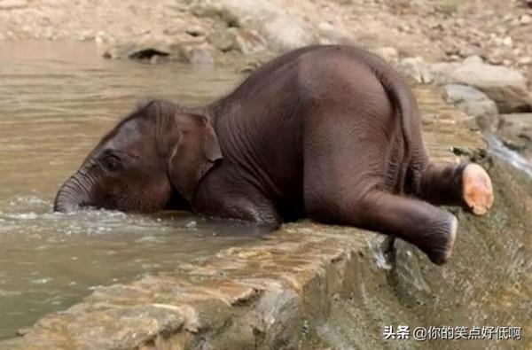 難得一見！40個另類的小象寶寶