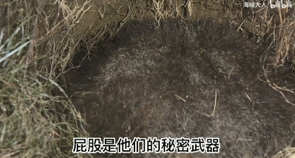 這個澳洲土肥圓紅了！靠拉粑粑和賣萌圈粉眾多，卻發現原來是社恐