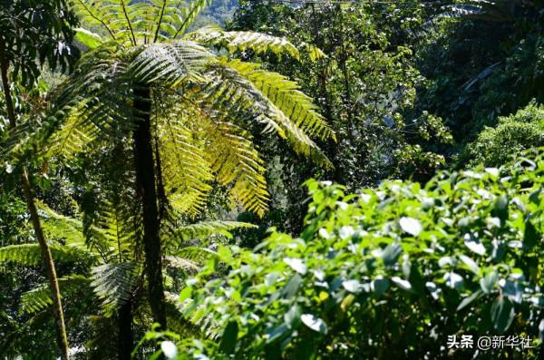 新華全媒+|這裡,是西藏林芝 新華全媒+|這裡,是西藏林芝