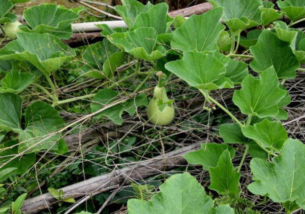 農村12種不長蟲不用打藥的家常菜，種下去就有得吃，你家有幾種？