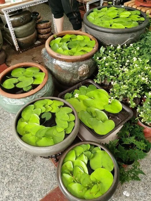 京城八大寶藏花市裡,藏著孩子最愛的植物園和水族館,冬日逛起來 京城八大寶藏花市裡,藏著孩子最愛的植物園和水族館,冬日逛起來