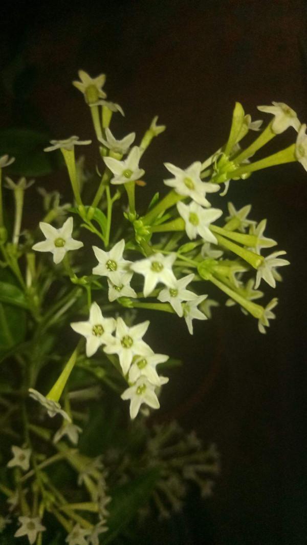 常見花卉就沒毒?錯了!5種常見花有毒 常見花卉就沒毒?錯了!5種常見花有毒