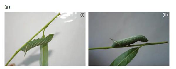動物的背部腹部顏色不同？狹路相逢後，動物其實更精通反廕庇偽裝