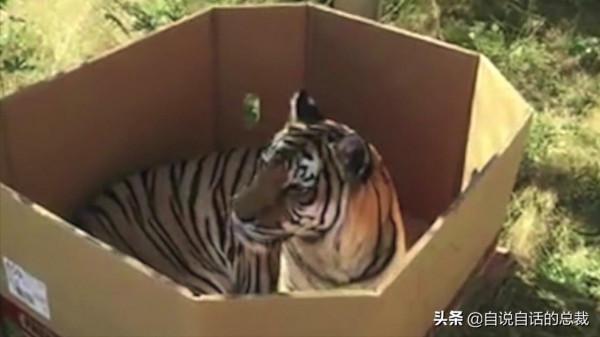 液體貓咪之謎：為什麼說貓都是液體？這竟然是被證明過的科學結論