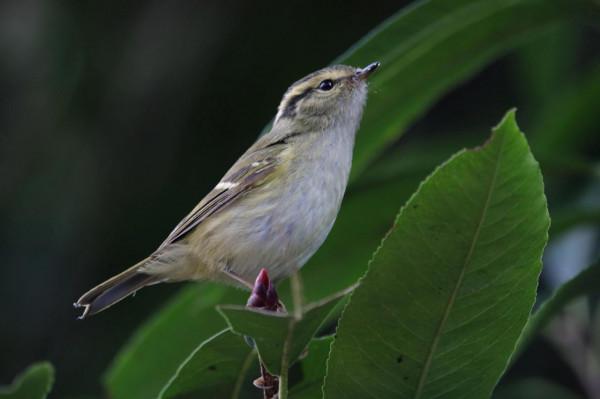 校園裡的鳥 校園裡的鳥