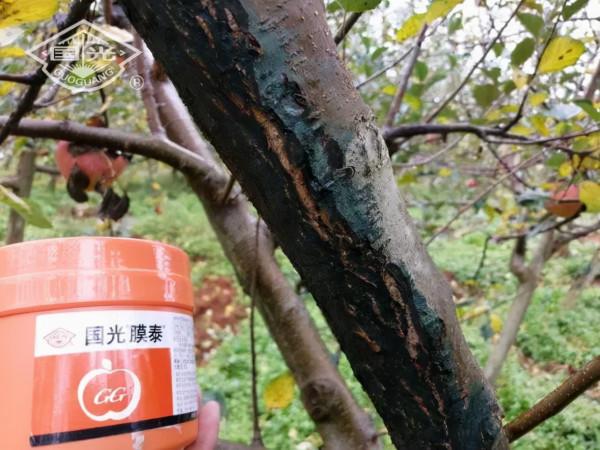 國光冬保護“三部曲”保護果樹枝幹，助力豐產豐收