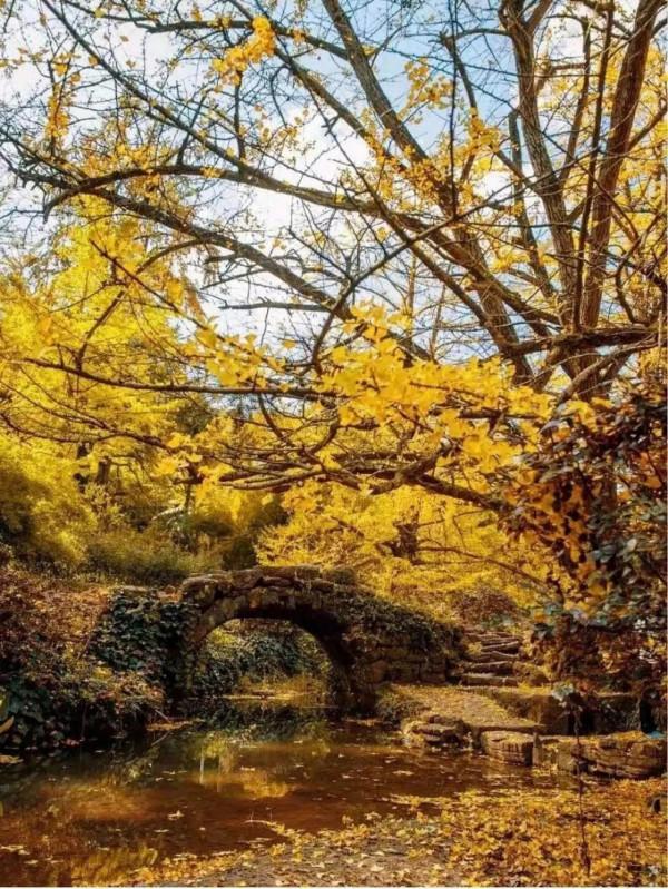 世界古銀杏之鄉，你知道是哪裡嗎？