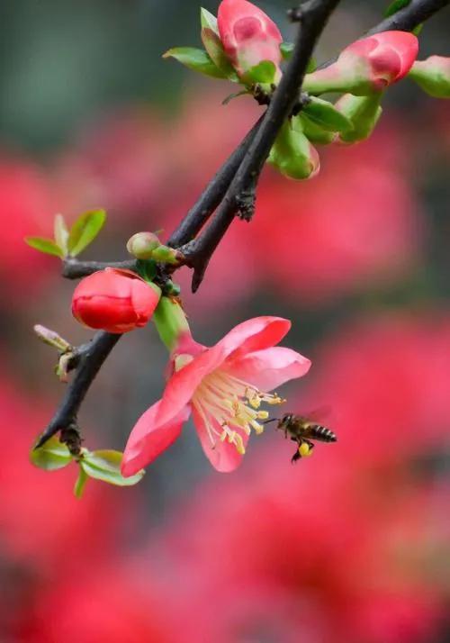 花中神仙 海棠花 花中神仙 海棠花