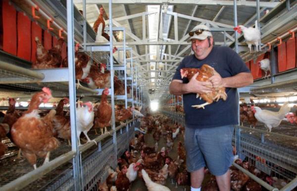 美國人為何越窮越胖？這就是美國食物的生產方式，看吐了！紀錄片