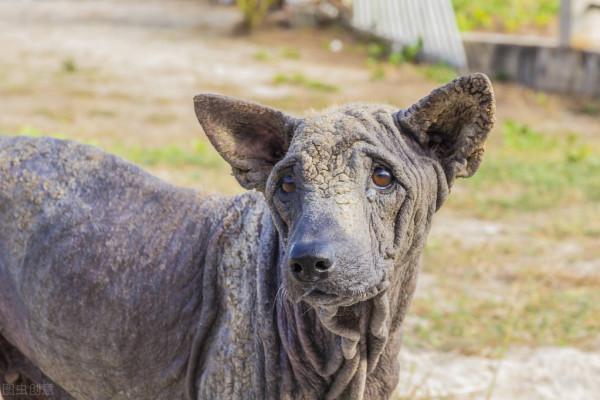 中華田園犬—如今為何這麼遭人嫌棄？