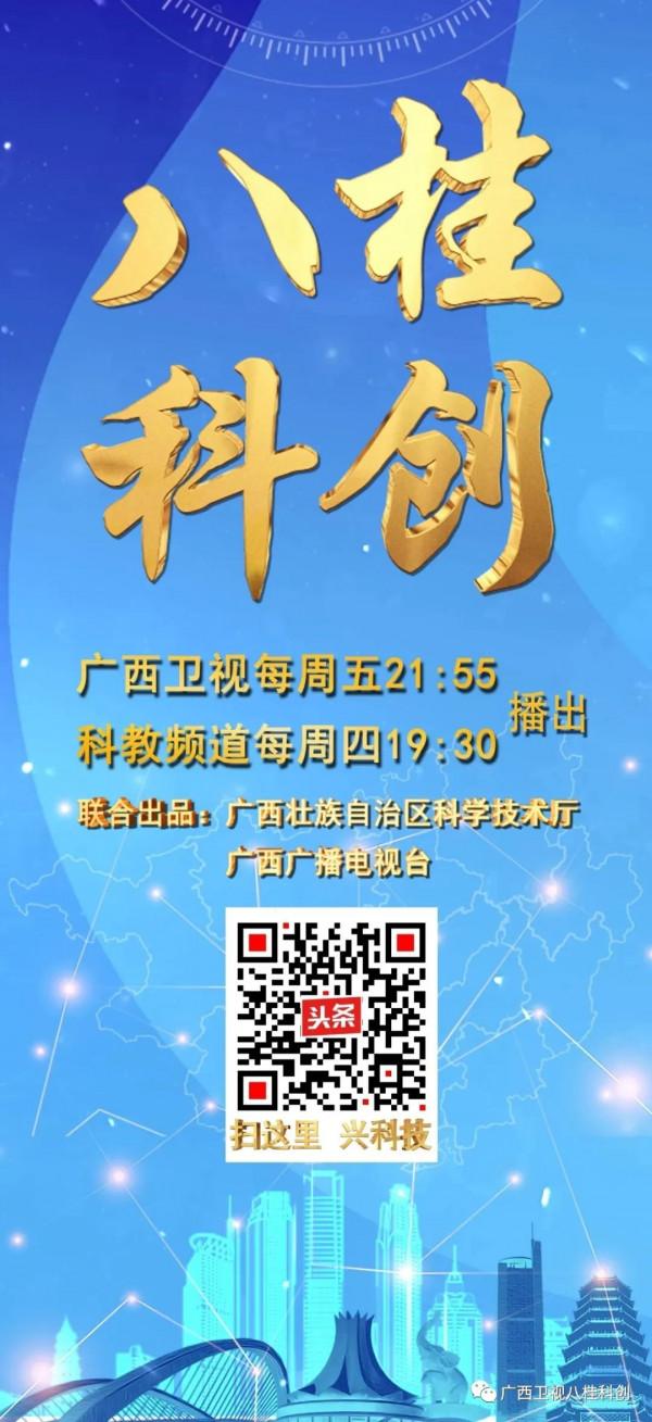 稀奇！廣西的蠶寶寶不吃桑葉