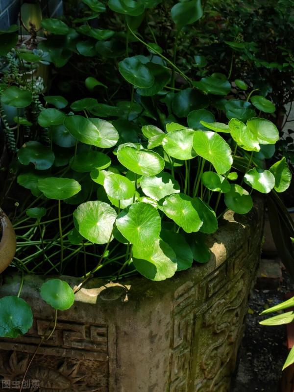 開啟銅錢草生長的“小機關”,不黃葉,一盆可以變十盆 開啟銅錢草生長的“小機關”,不黃葉,一盆可以變十盆