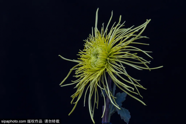 美爆了！這個寶藏公園藏著一大片花海，還有紅葉、銀杏！