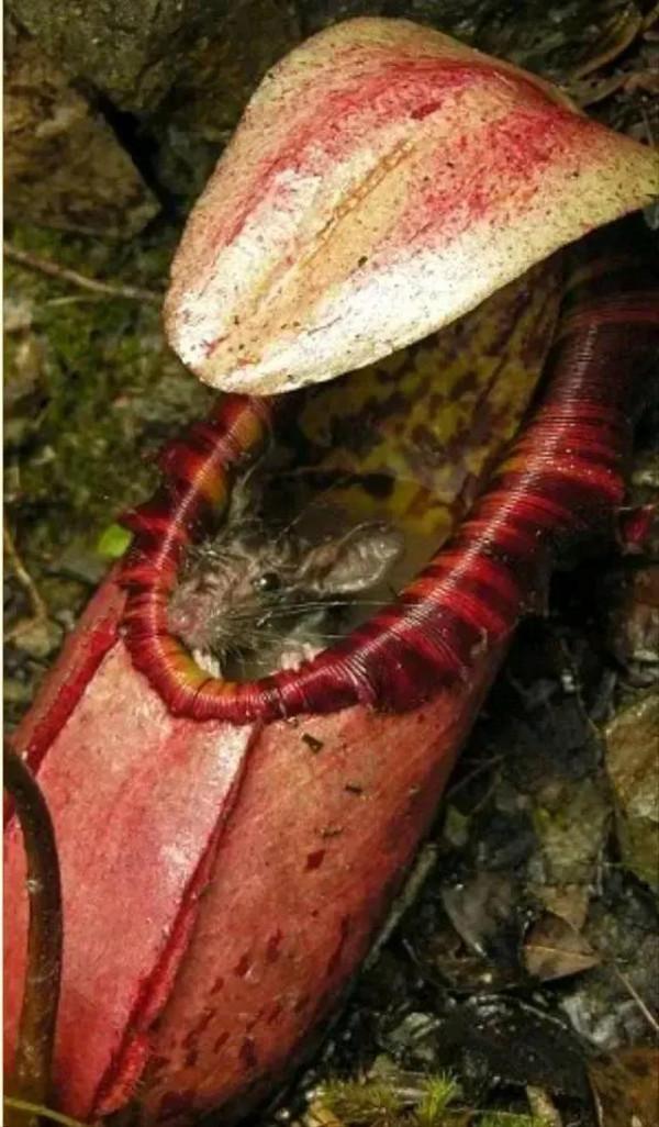 動物界難得一見的奇葩景象,太驚豔了,無比驚歎,讓人過目不忘 動物界難得一見的奇葩景象,太驚豔了,無比驚歎,讓人過目不忘