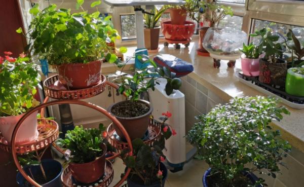 害怕土壤結塊？不用愁，將這些“養花好物”改造下，問題全解決