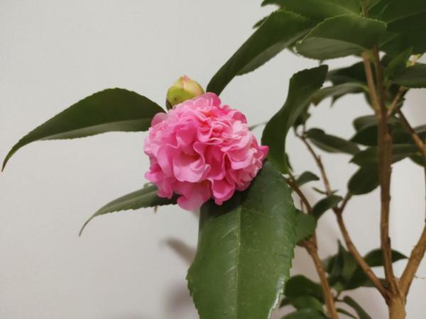 養花調節酸性土，只補“鐵”？多加一樣“溶液”，輕鬆改善酸性土