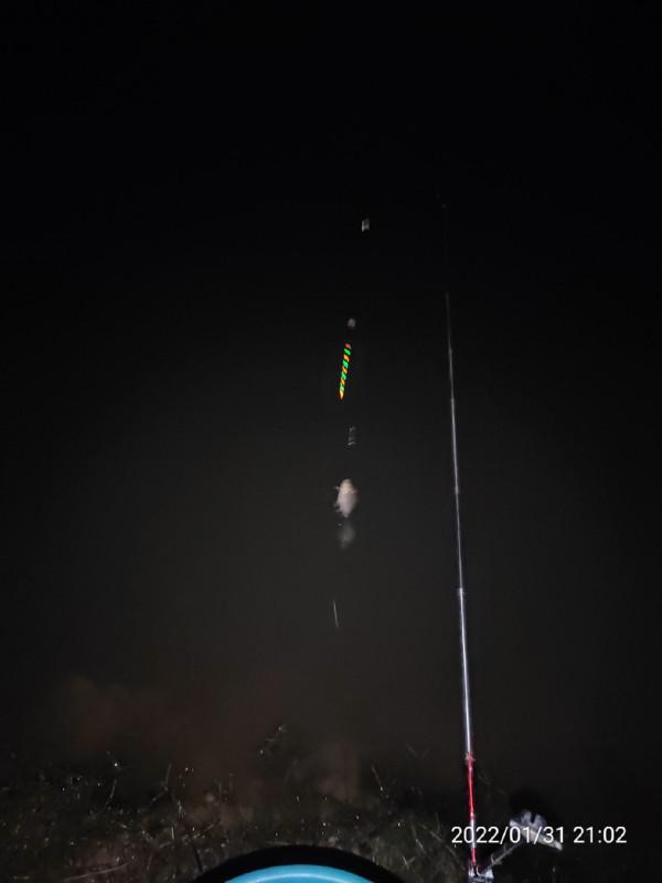 陪伴魚兒看煙花，期待新年的鐘聲